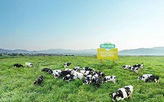 Tham vọng 'biến' Gia Lai thành thiên đường bò sữa