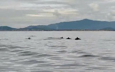 Đàn cá heo bơi lượn tung tăng gần đảo Hòn Cau