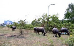 TP.HCM có 326 dự án đang giải phóng mặt bằng