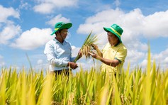 Phân Bón Cà Mau phát triển mô hình trình diễn giúp tăng năng suất cho cây lúa