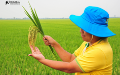 Nông dược Toàn Cầu đồng hành cùng nông dân Việt mang đến vụ mùa bội thu