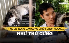 Người nông dân miền Tây làm đẹp, cưng chiều chồn hương như thú cưng