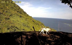 Tin đồn bầy 'khỉ trắng' ở đảo Hòn Sơn: Đó là chó nuôi