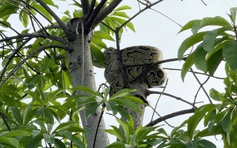 Phát hiện con trăn dài 2 mét gần bến tàu du lịch Nha Trang