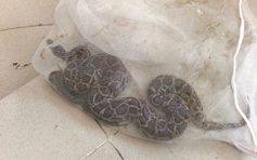 TP.HCM: Đặt dớn bắt cá, bất ngờ 'dính' con trăn đất quý hiếm