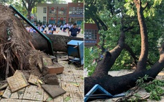 Đồng Nai: Cây xà cừ cao 20 m ở trường tiểu học bật gốc trong mưa