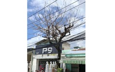 Cây chết khô lâu ngày chưa được xử lý