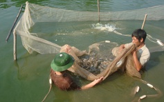 Hà Nội áp dụng kỹ thuật cao vào nuôi trồng thủy sản