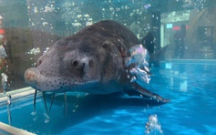 Cá tầm 'khủng' 50 kg được đấu giá 102 triệu đồng