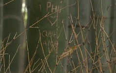 Dân mạng bức xúc trước dòng chữ tiếng Việt khắc trong rừng tre Nhật Bản