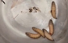 Gắp 5 con giòi sống trong tai bệnh nhân