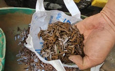 Choáng váng với vật sắc nhọn thu gom trên đường Đỗ Mười