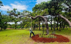 Gia Lai: Yêu cầu tăng cường bảo vệ rừng thông cổ thụ Đăk Đoa