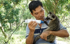 Độc lạ miền Tây: Nuôi bầy chồn hương như thú cưng, tắm 2 lần/ngày như spa