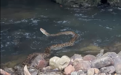 Trăn gấm vào vườn nhà người dân ở Huế, tấn công gà, vịt