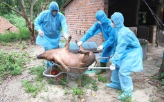 Dập dịch tả heo châu Phi trên địa bàn Khánh Hòa