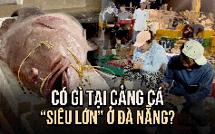 Một giờ sáng khám phá Cảng cá Thọ Quang