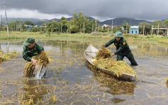 Bộ đội biên phòng giúp dân gặt lúa chạy lũ