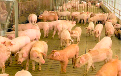 Giá heo hơi hôm nay 10.11.2025: Thấp kỷ lục 