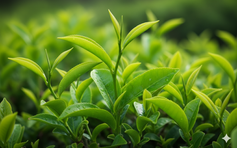 Ngày mới với tin tức sức khỏe: Loại trà được chuyên gia đánh giá tốt nhất