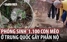 Phóng sinh 1.100 con mèo gần hồ nước gây phẫn nộ ở Trung Quốc