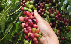 Nông sản xuất siêu kỷ lục 18 tỉ USD, cà phê tăng mạnh nhất