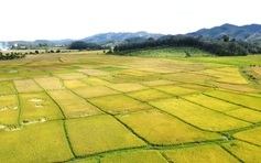 Cánh đồng lúa đẹp như tranh vẽ tại Đồng Nai