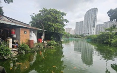 TP.HCM: Hộ dân nuôi heo giữa khu dân cư phường Tam Thắng xả thải ra môi trường