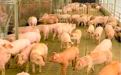 Giá heo hơi hôm nay 14.11.2025: Đà giảm chững lại