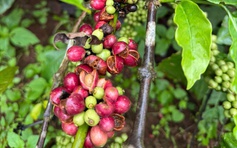 Thuế đối ứng có thể khiến giá cà phê tăng trở lại