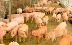 Giá heo hơi hôm nay 17.11.2025: Đã có dấu hiệu hồi phục? 