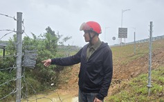 Thực hư việc người dân tháo rào để bò đi vào cao tốc Vạn Ninh - Cam Lộ