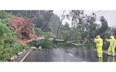 Cây cổ thụ ngã ở đèo Mimosa đè trúng ô tô