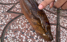 Cần Thơ: Bắt được con lươn nặng gần 2 kg trên sông Maspero