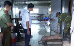 Hưng Yên: Khởi tố cặp vợ chồng giết mổ heo bệnh để bán