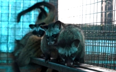 Thu tiền tỉ mỗi năm từ mô hình nuôi cầy hương