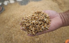 Trắng tay sau lũ, người cha xót lòng bán rẻ lúa mua sữa cho con nhỏ