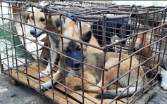 Jakarta ra tối hậu thư cho các lò mổ, chấm dứt việc buôn bán thịt chó 