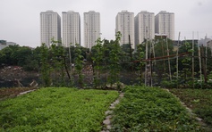 Giá đất mới ở Hà Nội cao nhất hơn 700 triệu đồng/m2