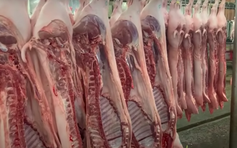 Giá heo hơi hôm nay 28.11.2025: Giữ xu hướng tăng ở miền Trung 