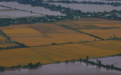 ĐBSCL lũ cuối mùa cao bất thường, có thể ảnh hưởng vụ đông xuân sắp đến