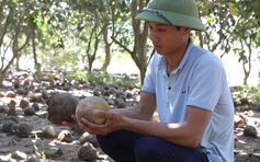 Bưởi, cam rụng đầy gốc, nông dân xót xa 'nhìn vườn cây như nhìn con lâm bệnh nặng'