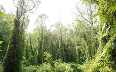 Miền đông nam TP.HCM - Nơi khởi nguồn lý tưởng cho các startup trẻ