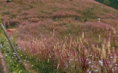 Lạc lối ở Mù Cang Chải mùa hoa Chi Pâu