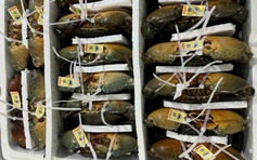 Cà Mau phát triển vùng nguyên liệu cua biển xuất khẩu sang Trung Quốc