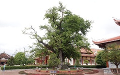 Hào khí nhà Tây Sơn vọng về từ ký ức: Cây me, giếng nước kể chuyện xưa