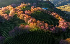 Vì sao 'rừng' mai anh đào trên đồi chè đẹp nhất miền Bắc bị bứng đi?