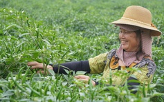 Giá ớt lập kỷ lục, nông dân Thanh Hóa… mất ngủ