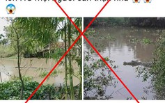 Cá sấu 'khủng' xuất hiện ở kênh xáng Nàng Mau là thông tin sai sự thật