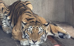 Công an đang làm việc với cơ sở nuôi nhốt nhiều hổ, báo ở TP.HCM